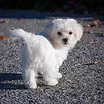 Háziállatbarát Bichon Medencehasználattal Fonyód