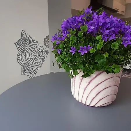Haziallatbarat Bichon Nyaralo Medencehasznalattal * Fonyód