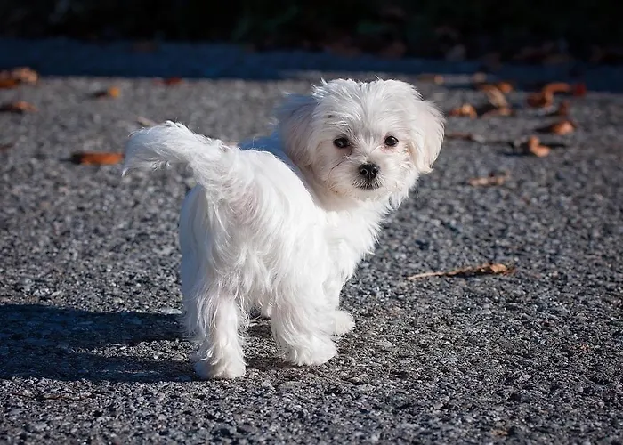 Haziallatbarat Bichon Nyaralo Medencehasznalattal Fonyód